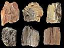 petrified wood0009.jpg